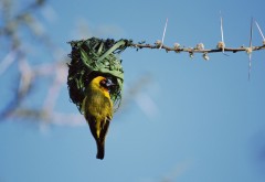 Фото птицы ткачика вьющего гнездо из листьев