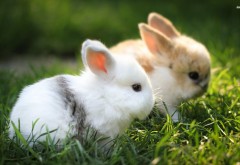 Милые пушистые кролики в траве фоновые заставки скача�…