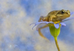 Лягушка на лепестках цветка макро заставки скачать бесплатно