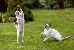 Белые коты на траве играются прикольные обои hd бесплатно