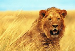 Лев дикий зверь на охоте в сухой траве обои hd бесплатно