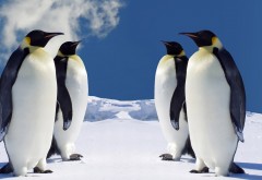 Пингвины, снег, фоны, обои hd, бесплатно
