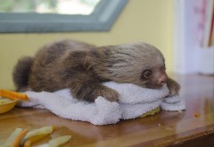 Ленивец лежит на полотенце животное обои hd бесплатно