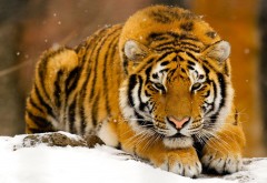 Тигр, снег, охотнк, добытчик, природа, обои hd, бесплатно