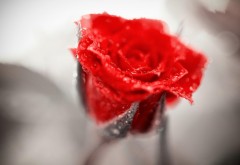 HD макро обои красной розы высокого качества на комп