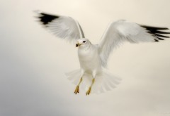 Белая чайка в полете на белом фоне обои hd бесплатно
