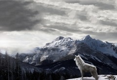 Белый волк, горы, небо, обои hd, бесплатно
