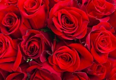 Фоны красных роз большого количества скачать на рабоч�…