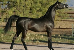Привлекательное фото восхитительной черной лошади