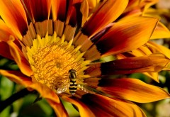 Макро изображение пчелки на цветке