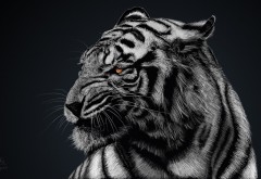 Широкоформатные обои с рисунком тигра