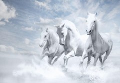 Три белых лошади бежит обои для рабочего стола