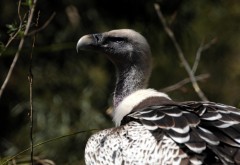 Серый гриф-стервятник большая птица