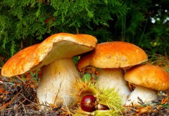 Лесные грибы hd обои