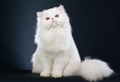 Скачать Белый персидский кот котенок бесплатно Фон