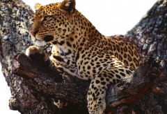 Леопард на дереве обои