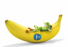 Лягушка спит на банане