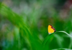 Желтая бабочка на зеленой траве макро