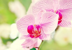 орхидеи крупным планом