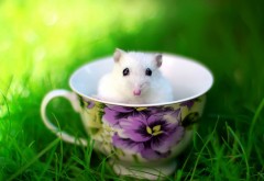 Мышь в чашке