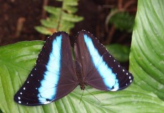 черная бабочка с голубыми полосами