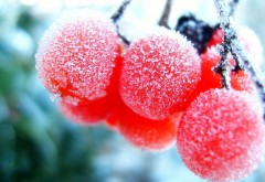 замороженные фрукты