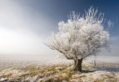 морозное дерево