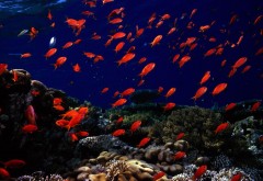 подводный мир, океан, рыбы