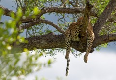 Ленивый леопард на дереве