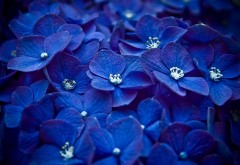 blue hortensia, синие гортензии, гортензия, цветок