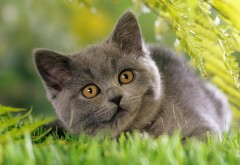 Серая кошка на траве картинки