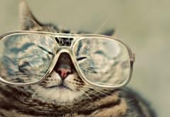 кошка в очках для журнала