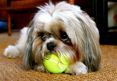 лохматая собачка жует теннисный мяч