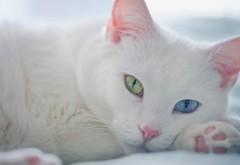 белый кот зеленые голубые глаза