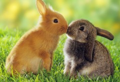 поцелуй кроликов