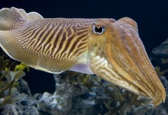 каракатицы рыба под водой океана