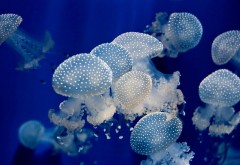 Подводные медузы, море, океан