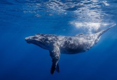 большой кит, подводный мир, обои