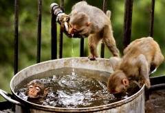 веселые обезьяны в ведре глупо купаются обои hd