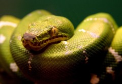 HD Зеленая змея