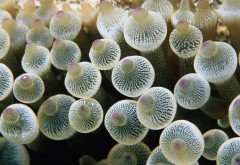 подводный мир медузы