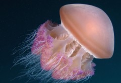медуза обои
