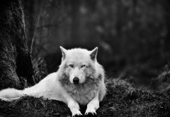 черно белые картинки волков
