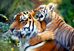Тигр и тигренок играются картинки
