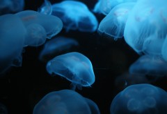 фото медуз красивые