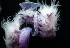 медуза картинки для детей