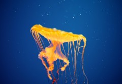 золотая медуза смотреть онлайн hd