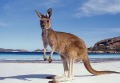 кенгуру на пляже