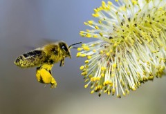 Пчела собирает пыльцу с цветка бесплатные обои