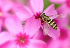 Розовый цветок, пыльца, пчела, мед